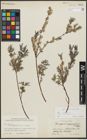Foto von Salix repens subsp. incubacea (L.) A. Neumann